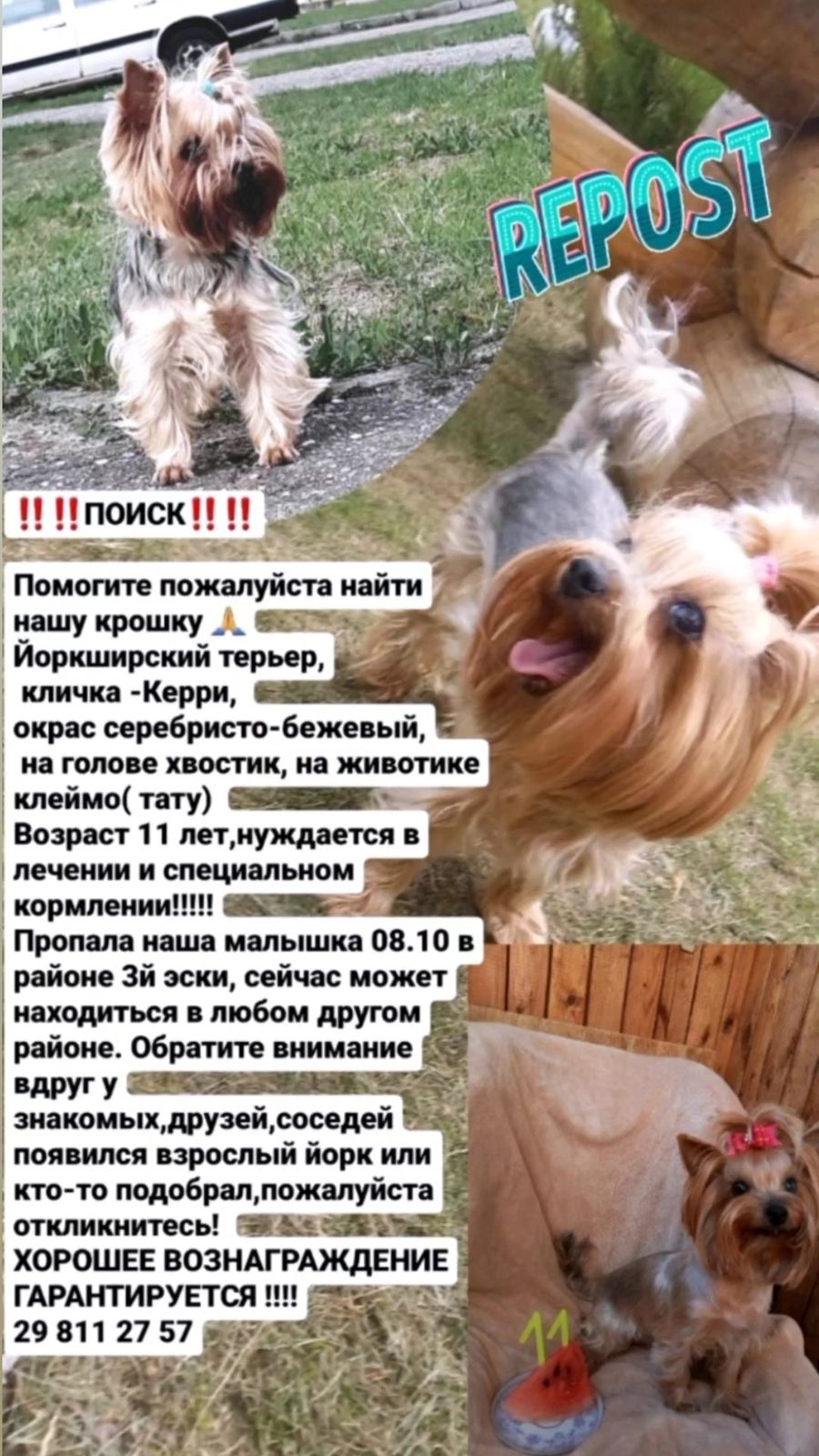Пропала собака в Полоцке — фото объявления