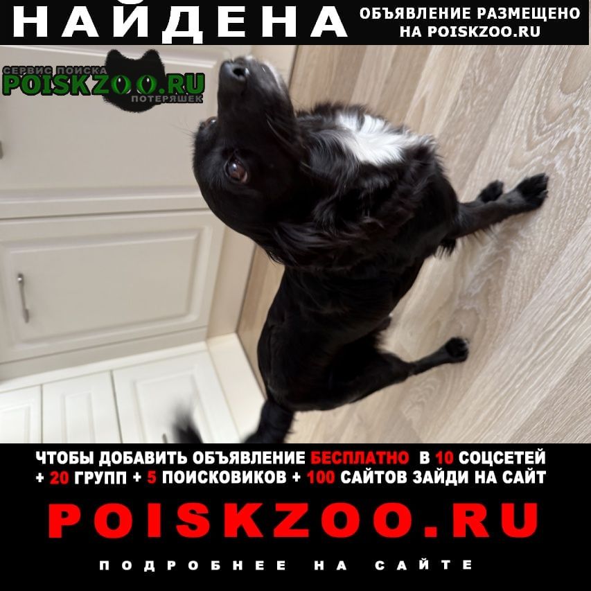 Найдена собака в Светлогорске — фото объявления