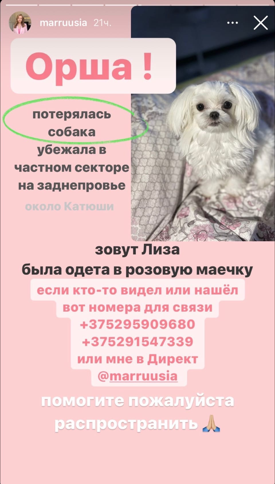 Пропала собака в Орше — 28.03.2022, Орша, Заднепровье, пропала собака мальтезе болонка , хорошее вознаграждение +375295909680…