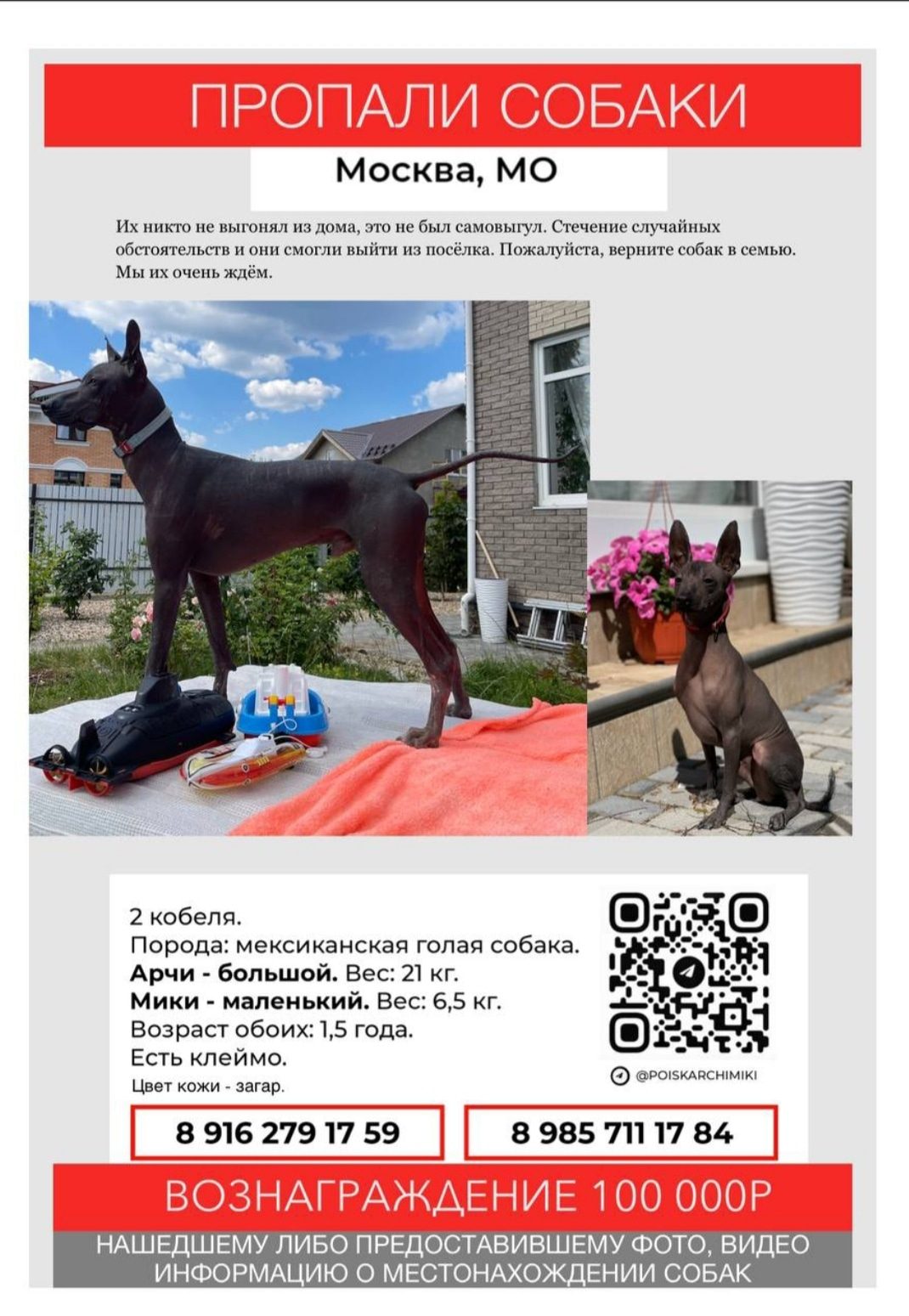 Пропала собака в Орше — 🆘 В ночь с 23 на 24 марта из-за нелепой череды случайностей в Московской области убежали 2 молодых…