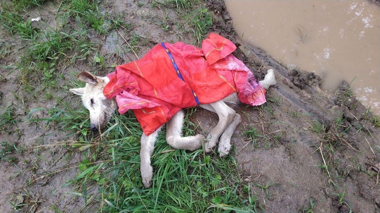 Найдена собака в Дзержинске — Пожалуйста, помогите 🙏🏻 срочно нужна передержка для собаки.