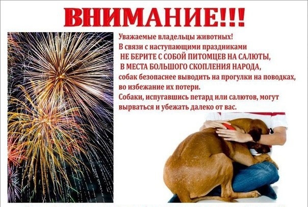 Объявление о питомце в Дзержинске — Приближаются Новогодние праздники !!!