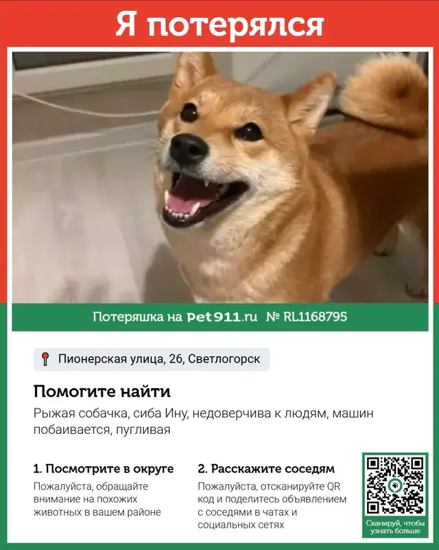 Пропавшая собака в Светлогорске Пропала собака в Светлогорске — фото объявления