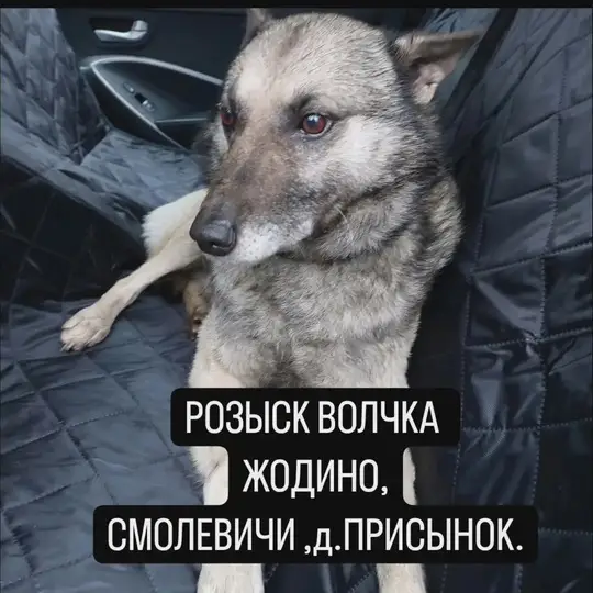 Пропала собака в Жодине — Смолевичи Жодино д.Присынок Пропала собака кобель кличка Волчок добрый ласковый боязливый на тонких…