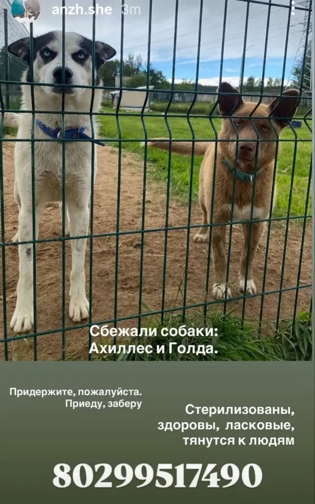 Пропала собака в Жодине — Жодино Пропали две собаки: - кобель черно белый окрас кличка Ахиллес - сука рыжий окрас кличка Голда…