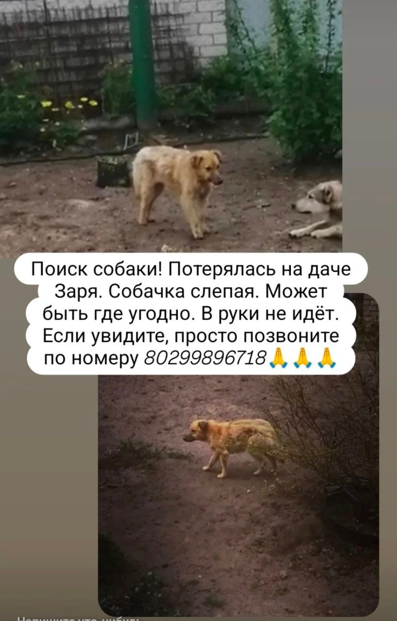 Пропала собака в Жодине — дача Заря Смолевичский район Жодино Пропала собака в середине мая слепая девочка. Может быть где…