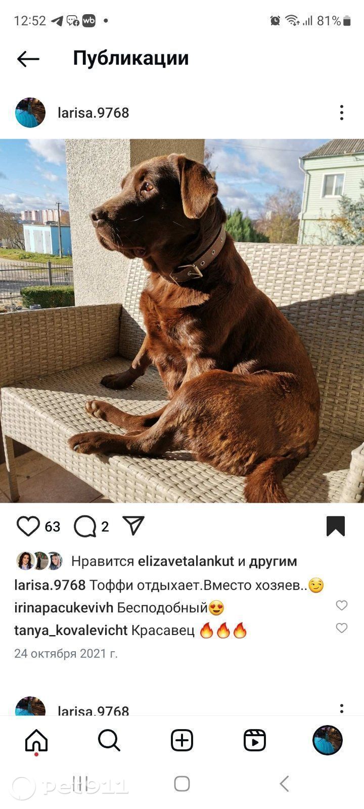 Пропала собака в Барановичах — фото объявления