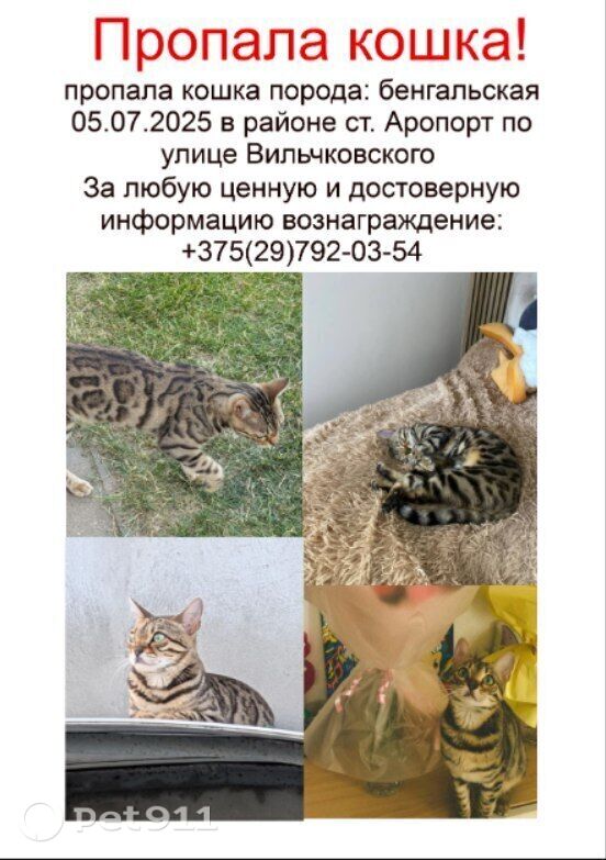 Пропала кошка в Барановичах — фото объявления