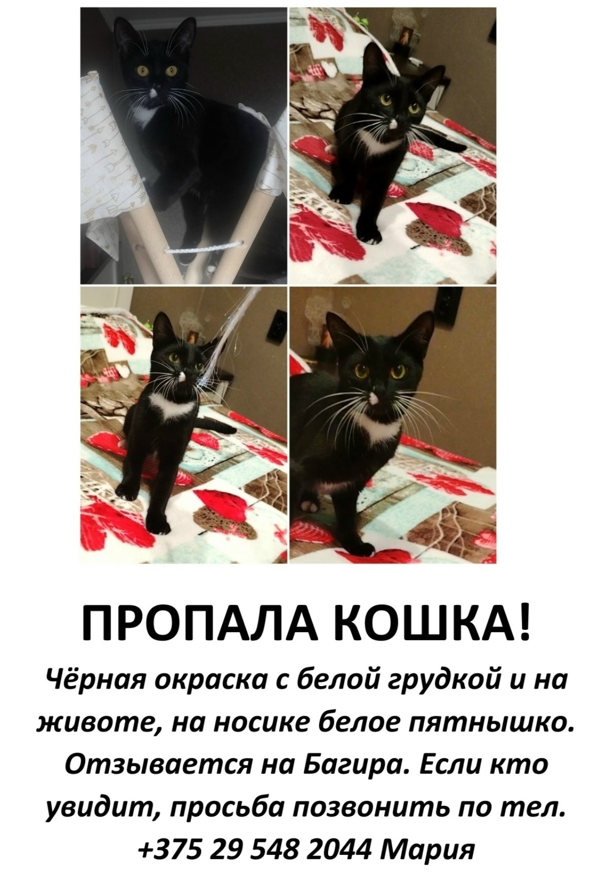 Пропала кошка в Новополоцке — фото объявления