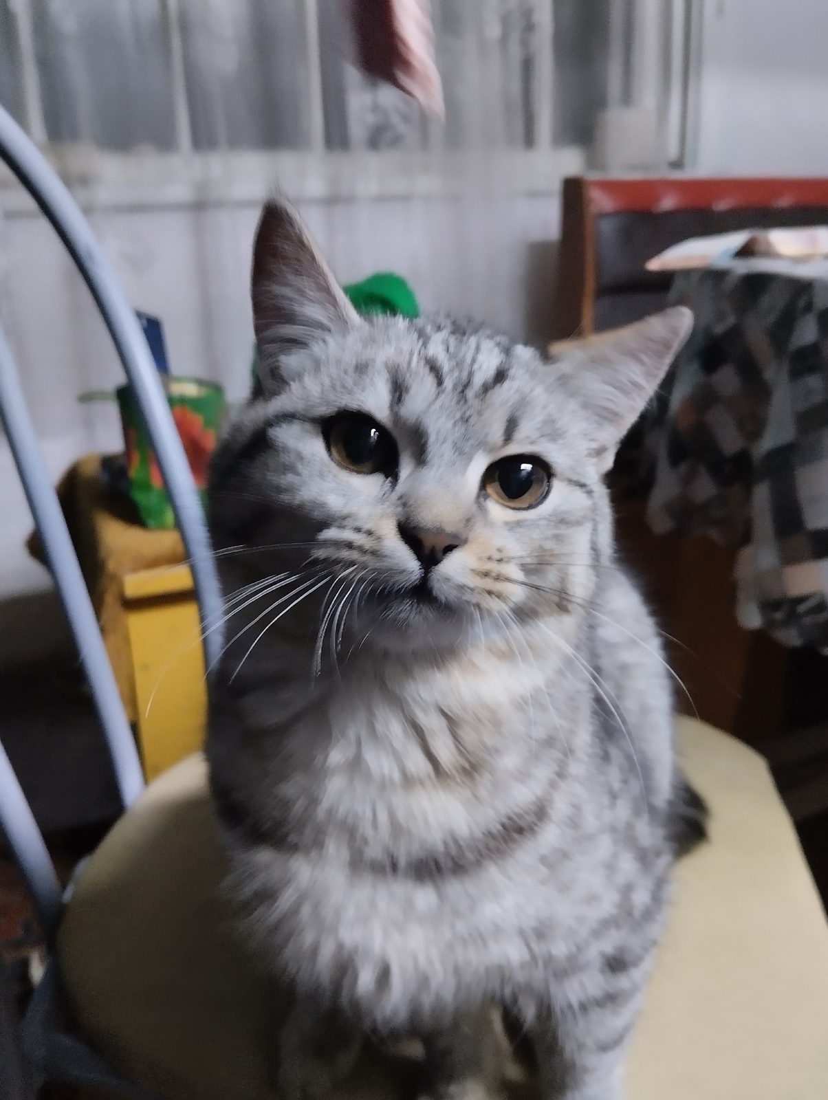 Пропала кошка в Новополоцке — Здравствуйте! Найдена кошка в районе Кирпичного(остановка рядом с магазином "Любимый") Возможно…