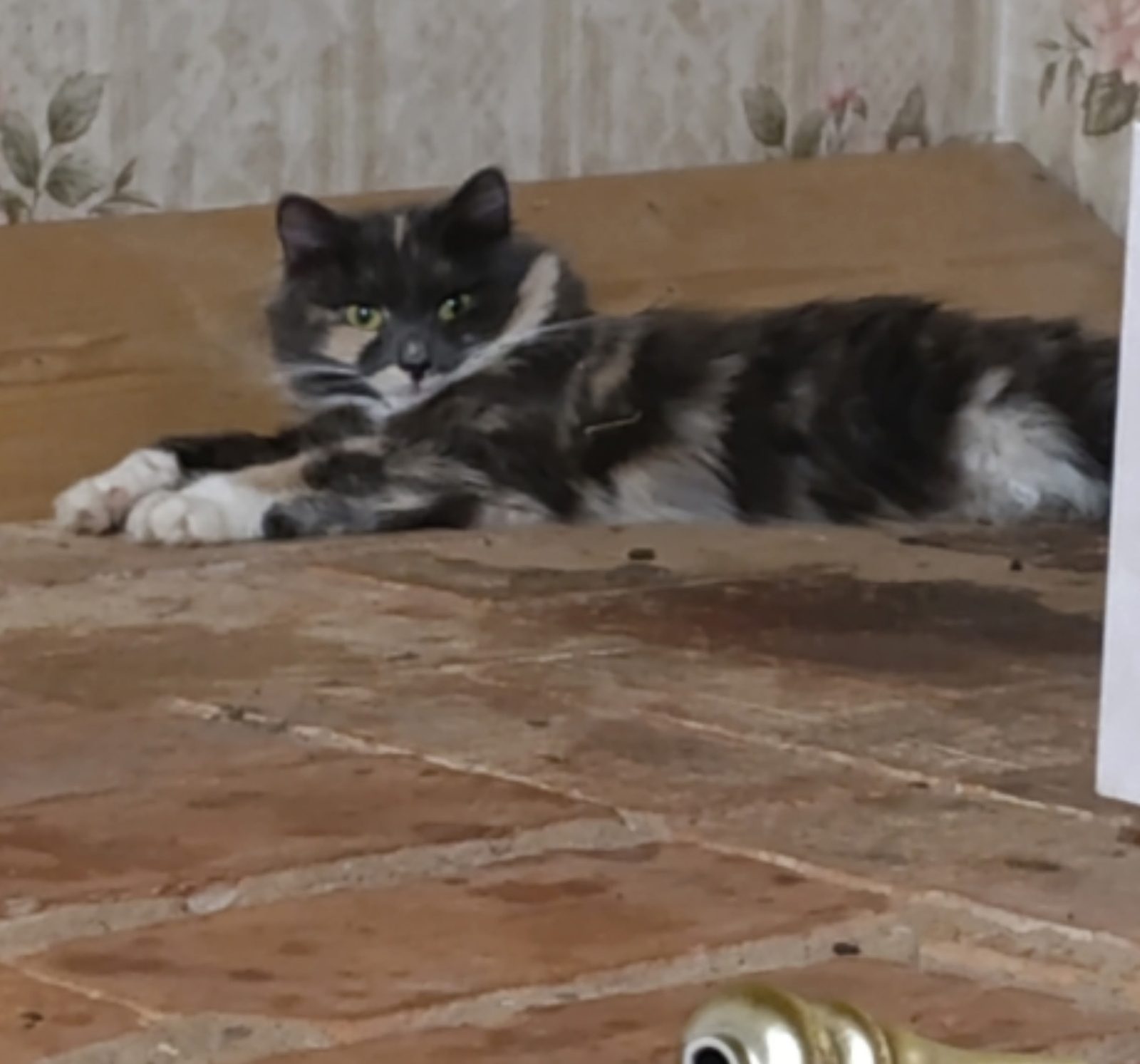 Пропала кошка в Новополоцке — 21 марта в районе Первой палатки потерялась кошечка, если кто-то видел,прошу позвонить по…