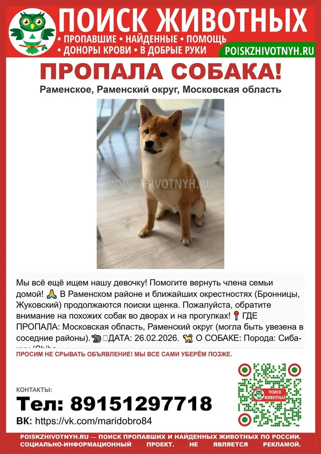 Пропала собака в Речице — 🆘 ПРОПАЛА СОБАКА! Раменское, Бронницы, Жуковский — потерялся щенок сиба-ину.
