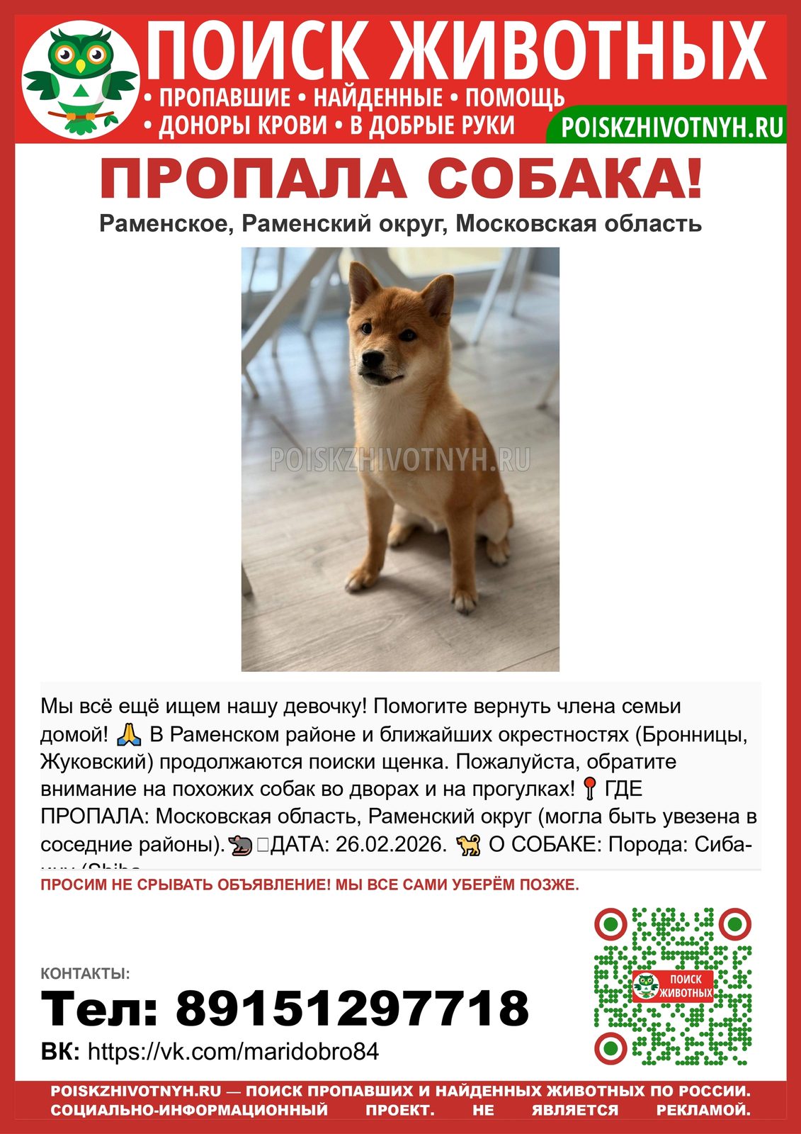 Пропала собака в Речице — 🆘 ПРОПАЛА СОБАКА! Раменское, Бронницы, Жуковский — потерялся щенок сиба-ину.