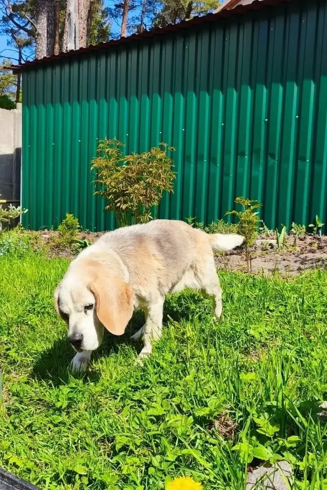 Пропавшая собака в Светлогорске: 🏠 ДОМА!!!🏠 Пропала собака в Светлогорске — 🏠 ДОМА!!!🏠
