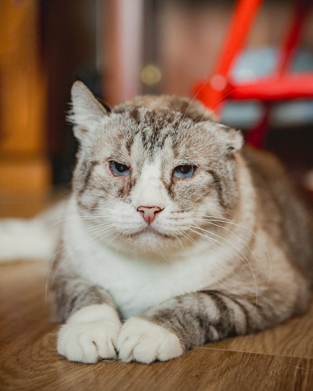 Найдена кошка в Молодечно — Этого брутального кота зовут Мартин 🤍