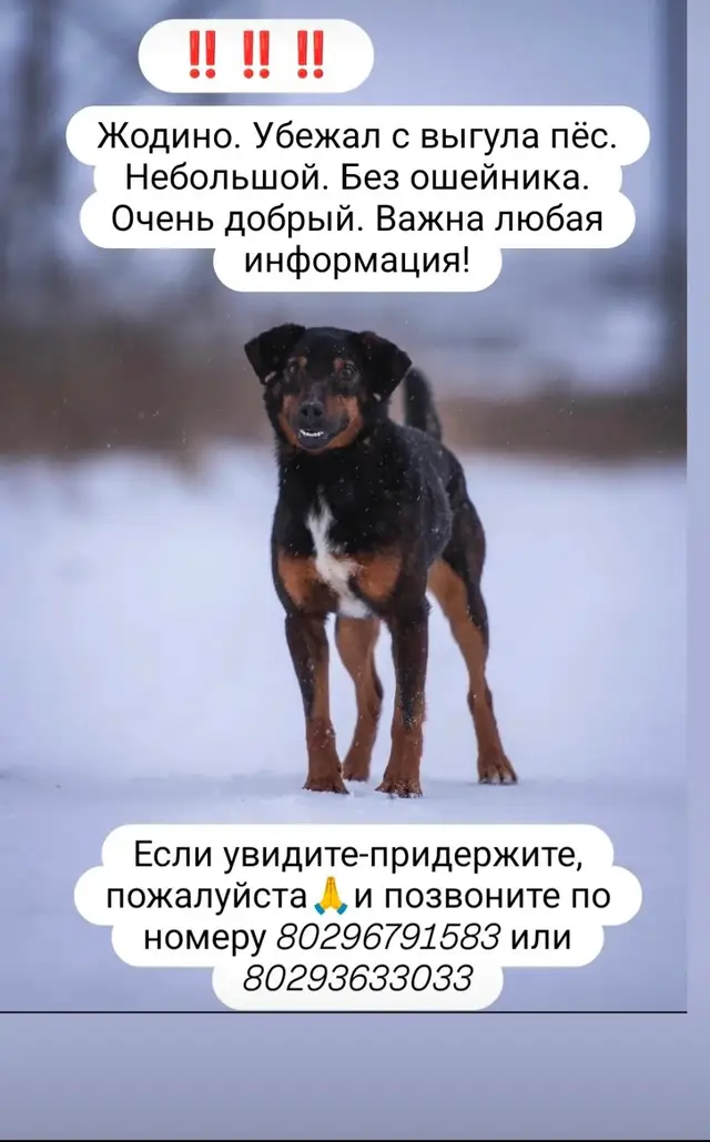 Пропала собака в Жодине — Жодино