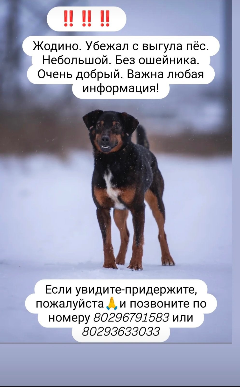 Пропала собака в Жодине — Жодино