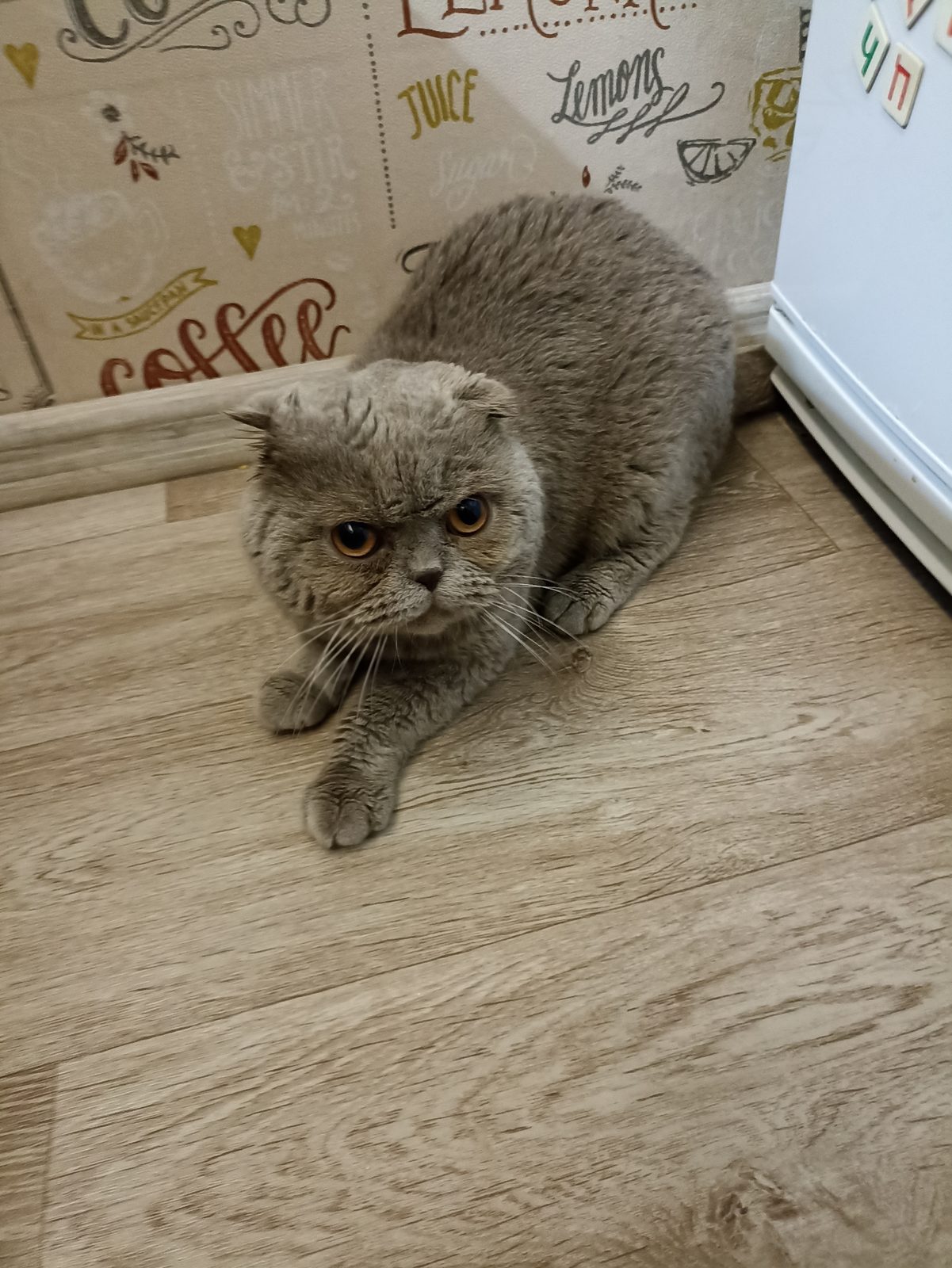 Найдена кошка в Лиде — Здравствуйте. Пишу о помощи, может кто-то возьмёт на передержку или сразу найдется дом, а может старый…