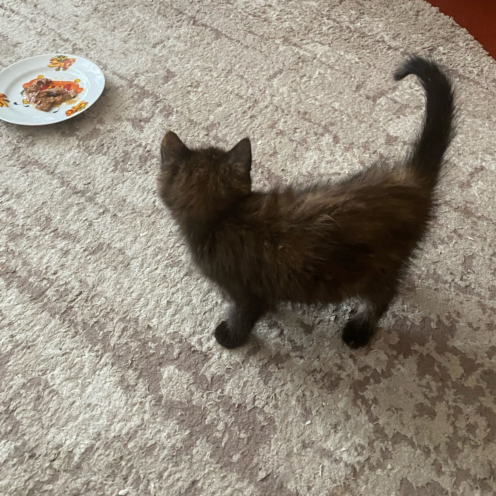 Найдена кошка в Лиде — Здравствуйте, маленький котенок ищет дом🥹