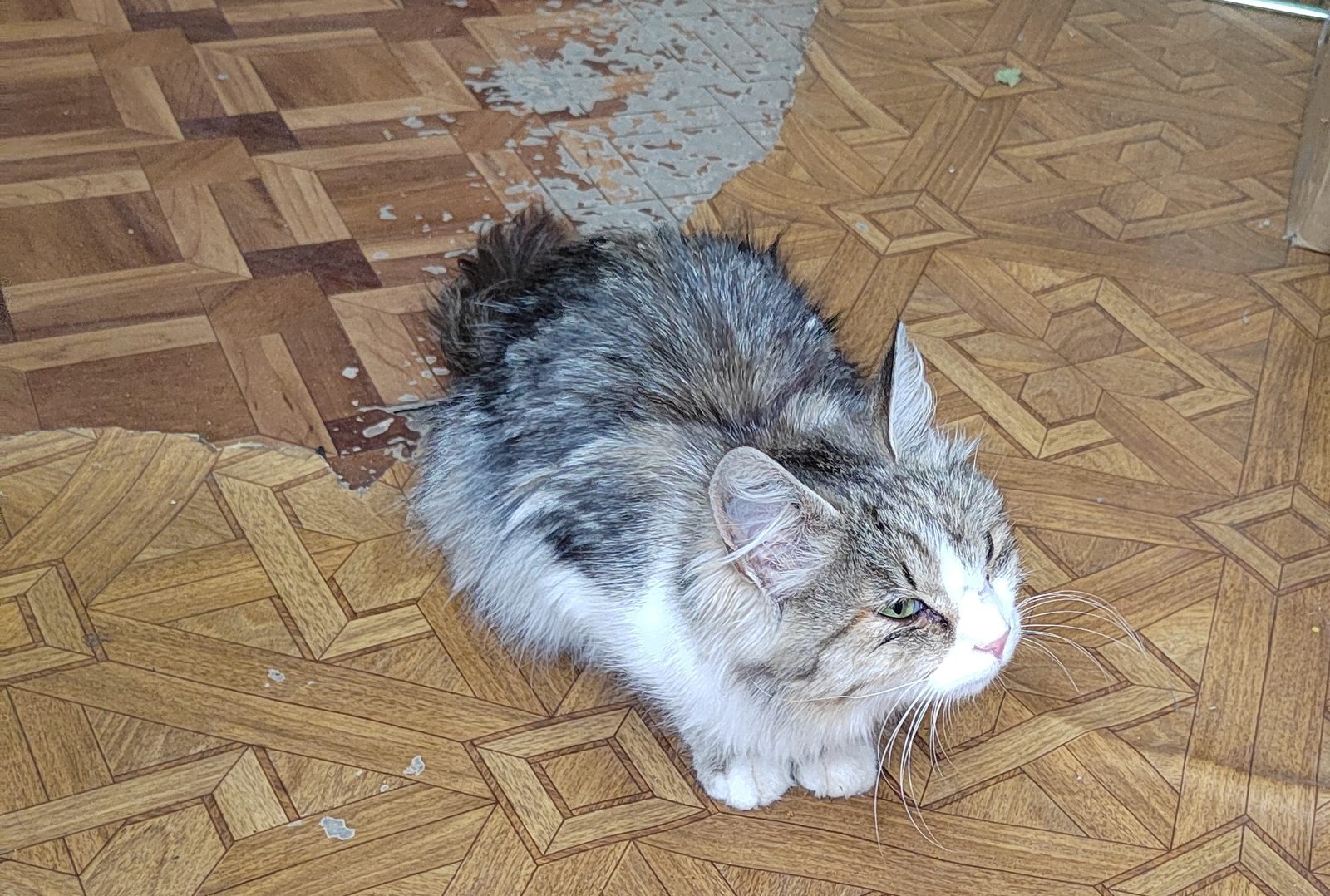 Найдена кошка в Лиде — Котёнок (девочка) ищет дом, Лида