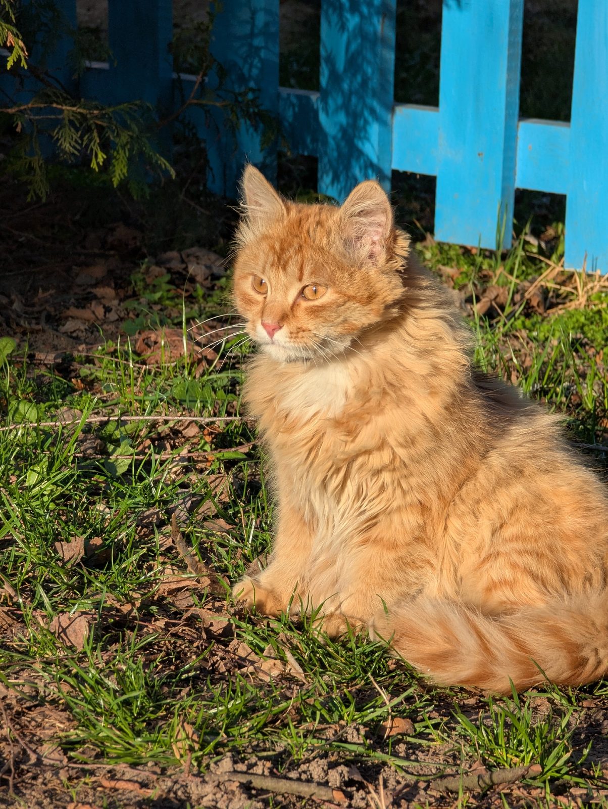 Пропала собака в Кобрине — Посмотрите какой милый львёнок ищет дом 🏡