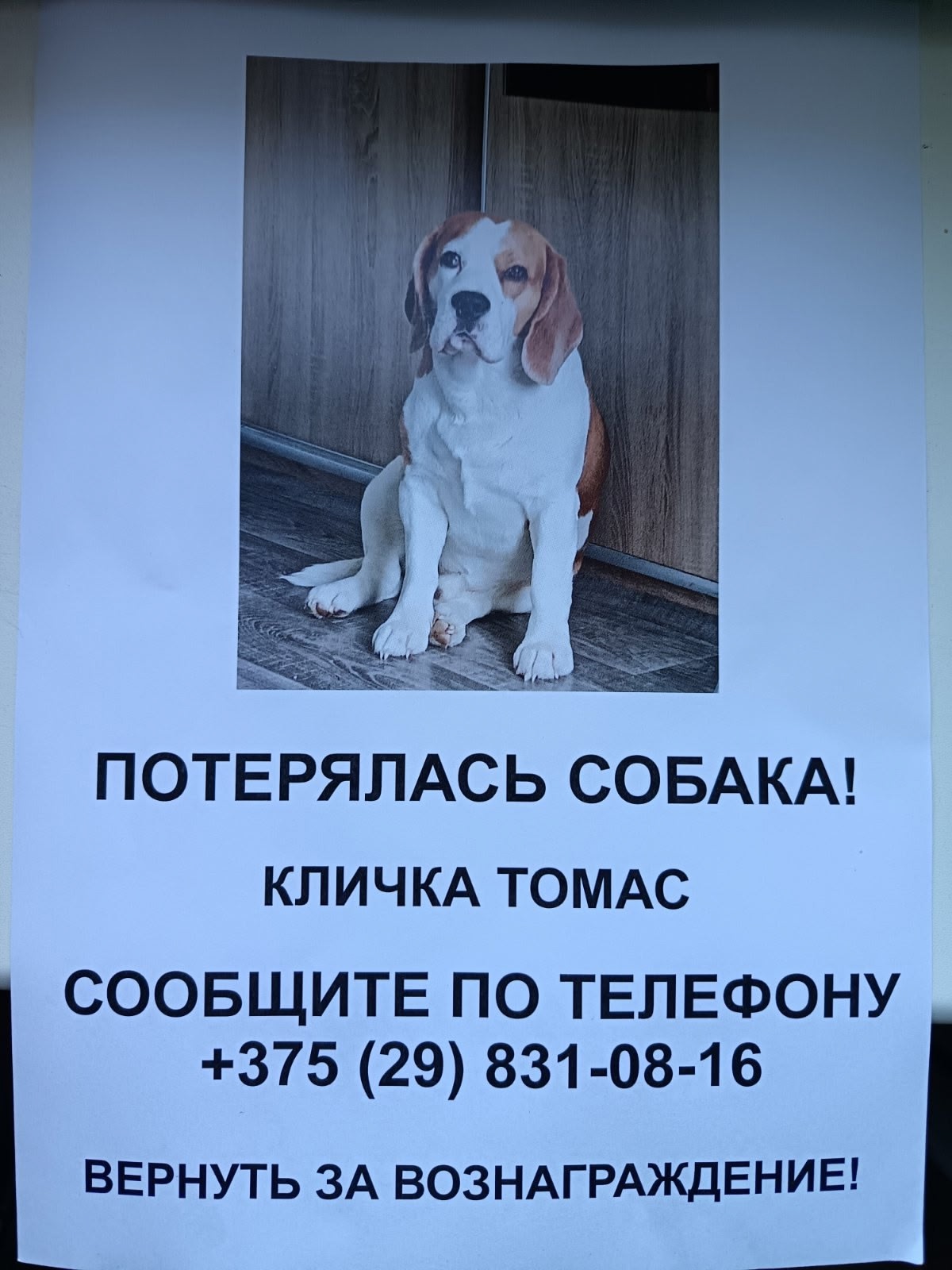Пропала собака в Витебске — Помогаем информационно! Пёс пропал в районе агроусадьбы Лущиха, это на берегу Двины, недалеко от…