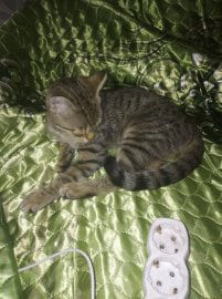 Пропала кошка в Полоцке — Здравствуйте потерялся котенок подросток в громах по улицам Невельская и Калинина и ближайшие улицы с…