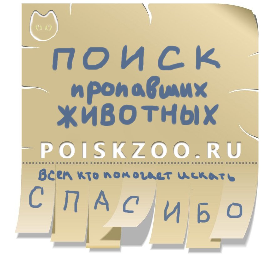 Пропала собака в Бресте — фото объявления