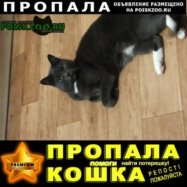 Пропала кошка в Бресте — фото объявления