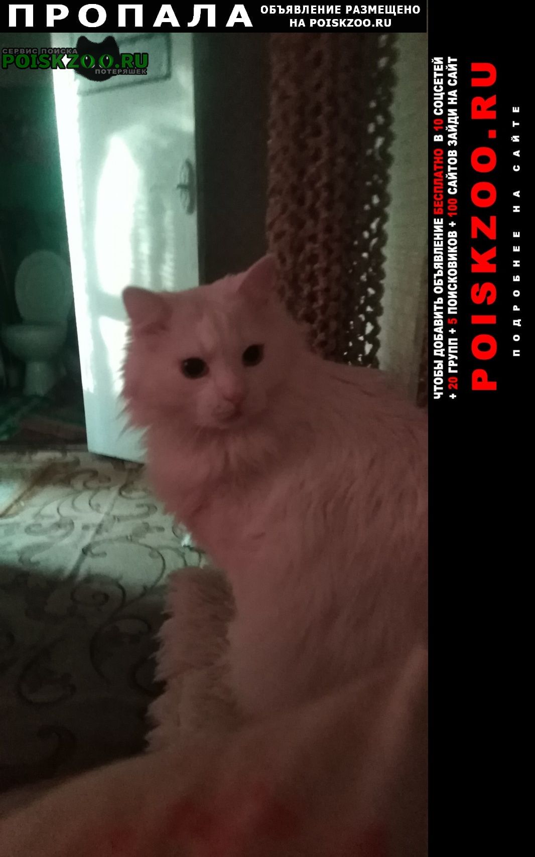 Пропала кошка в Бресте — фото объявления