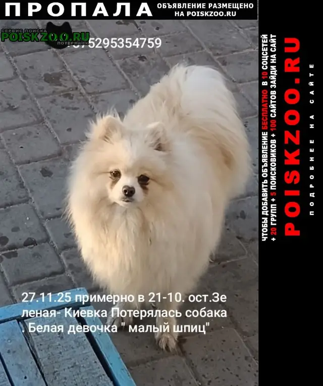 Пропала собака в Бресте — фото объявления
