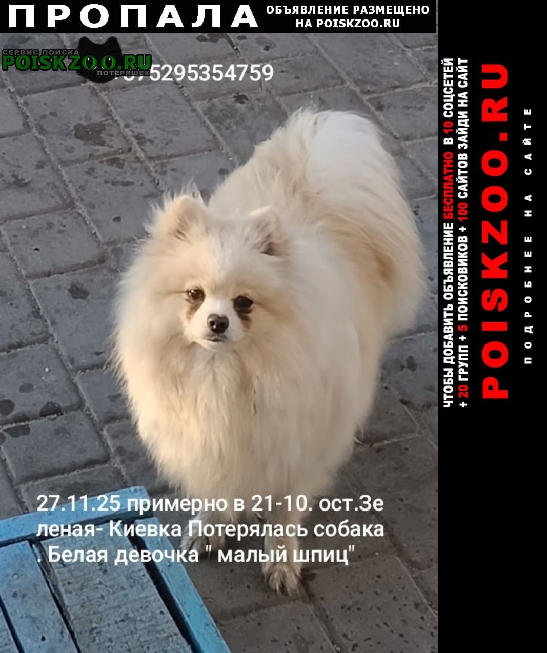 Пропала собака в Бресте — фото объявления