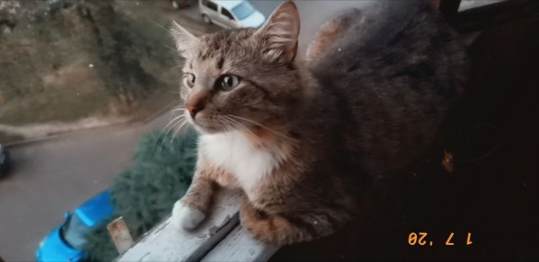 Пропала кошка в Пинске — Помогите найти любимого кота. Зовут Морти. Пропал в д. Пинковичи. Был без ошейника. Если кто видел или…