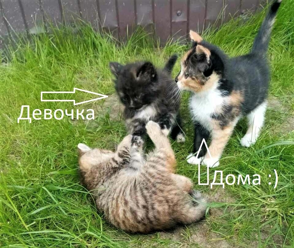 Объявление о питомце в Пинске — фото объявления