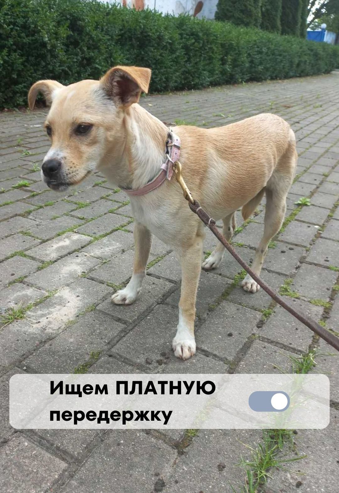 Найдена собака в Пинске — Огромный 🆘🆘🆘