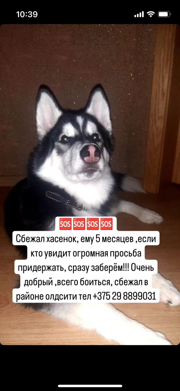 Пропала собака в Гродно — фото объявления
