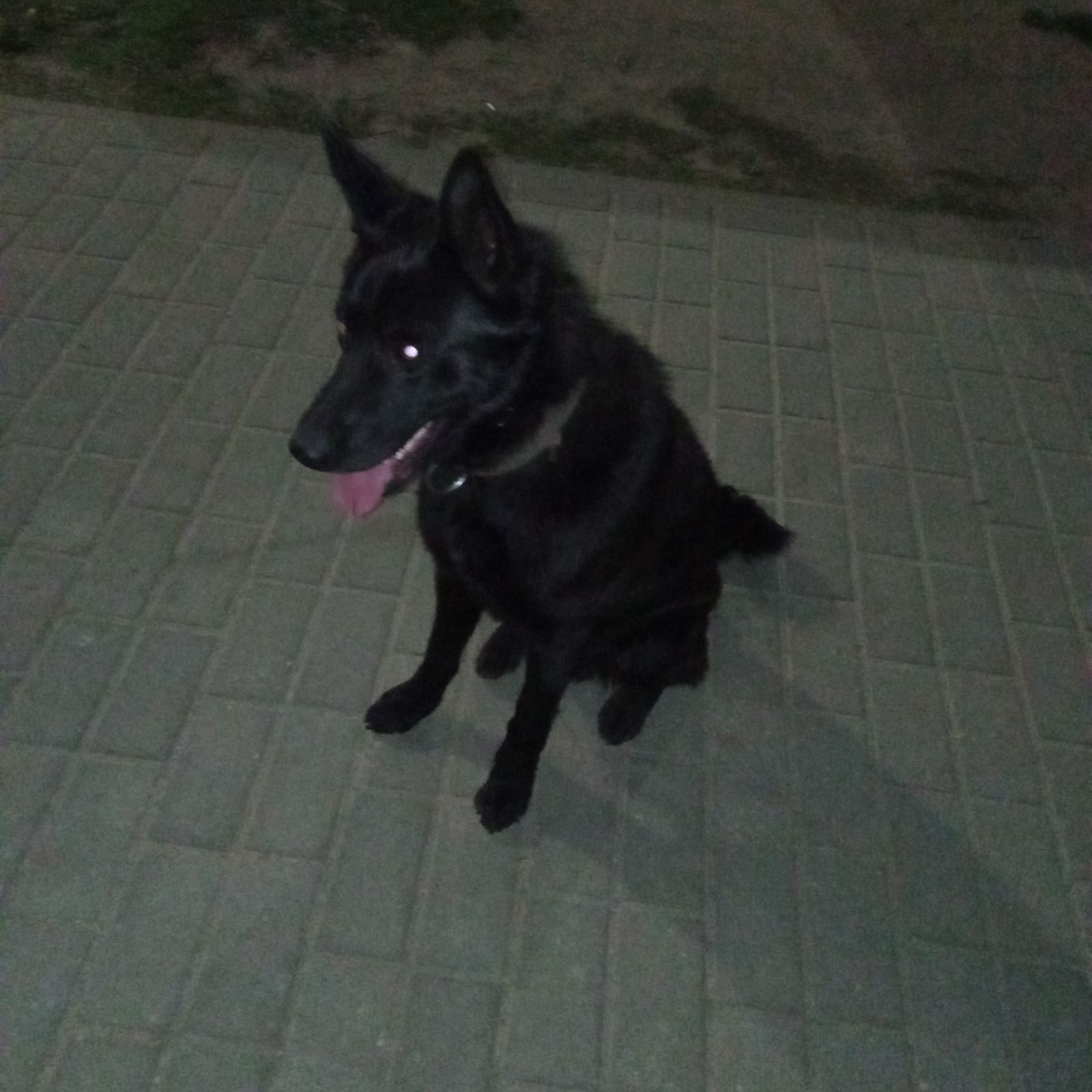 Найдена собака в Гродно — В районе 28 школы на ул.Лиможа бегает собачка, очевидно домашняя, предполагаем, что сорвалась с цепи.