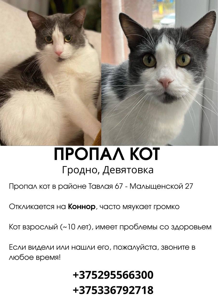 Пропала кошка в Гродно — фото объявления