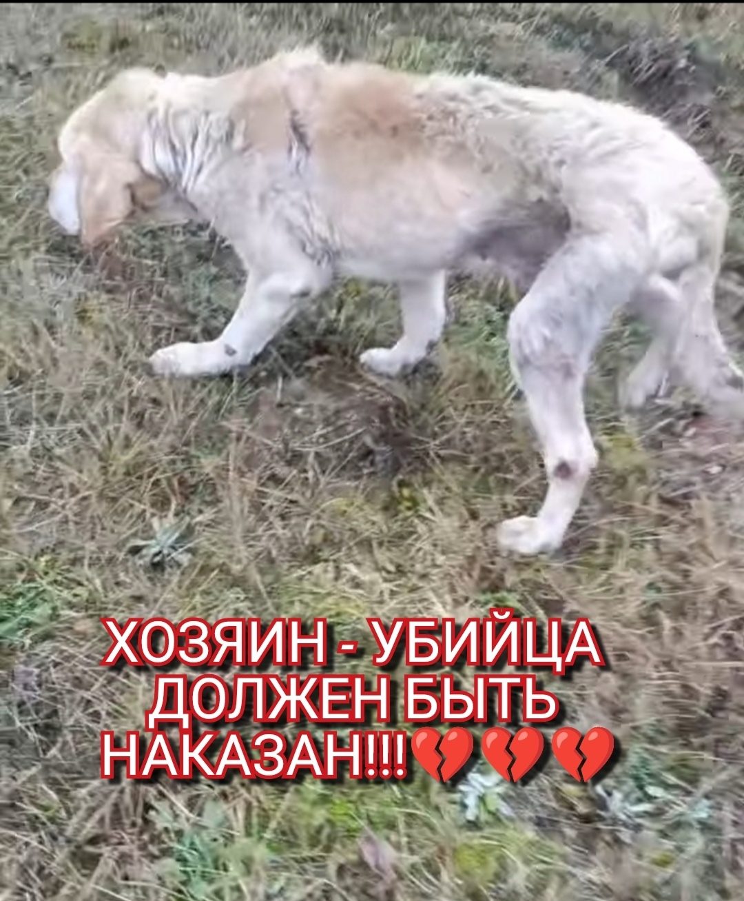 Найдена собака в Слониме — 📢📢 г. СЛОНИМ!!! ‼️‼️‼️