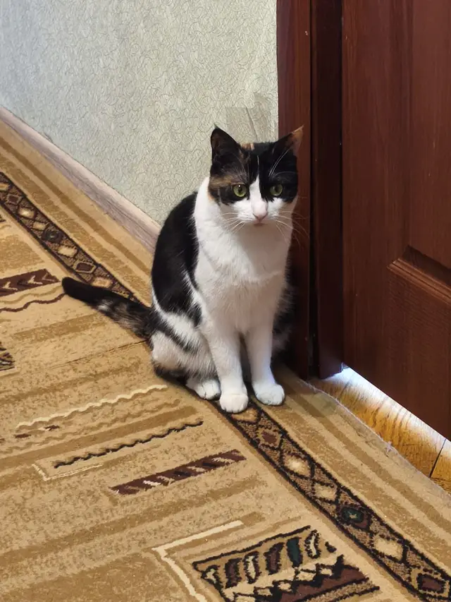 Пропала кошка в Минске — фото объявления