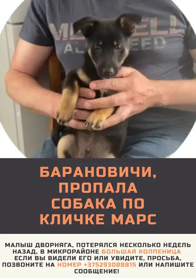 Пропала собака в Барановичах — фото объявления