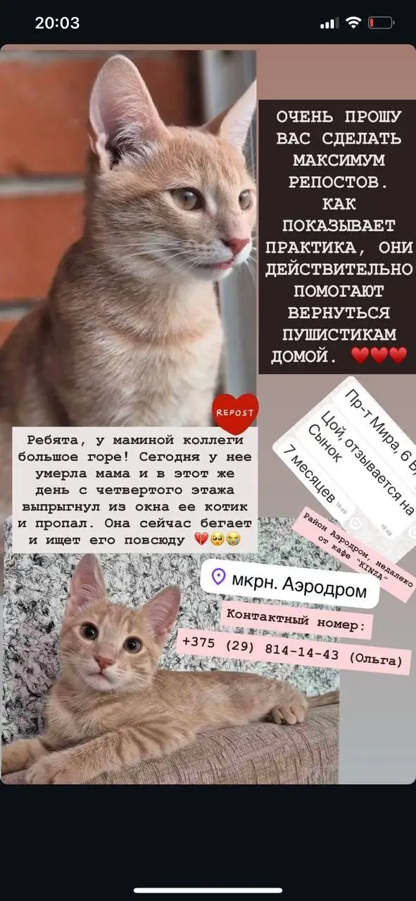 Пропавшая кошка в Полоцке Пропала кошка в Полоцке — фото объявления